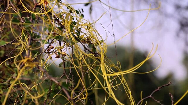Incredible depth of field on macro detail of Cassytha filiformis love vine orangish wiry parasitic plant 180fps Captured in Cinematic High Detail Footage