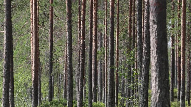 Idre, Sweden A stand of pine trees in a boreal forest in the Dalarna region. 
