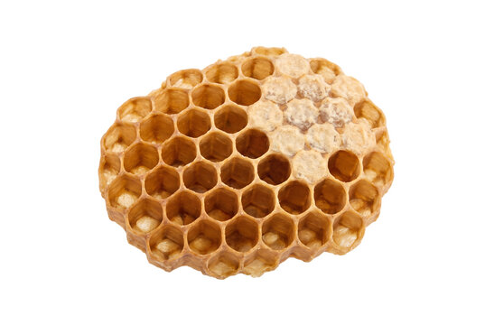蜜を蓄えた六角形の巣