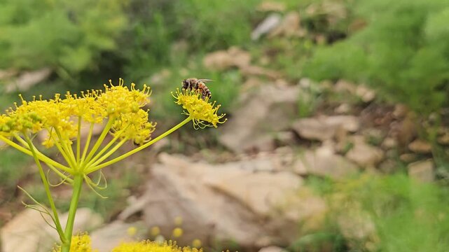 Honeybee pollinates yellow wild herb blossoms amid rocky terrain and green vegetation on a sunlit spring hillside.
📍 Hawraman Takht, Kurdistan, Iran 
