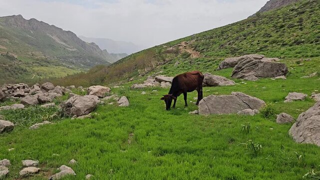A cow grazes on a green hillside surrounded by rocks, with layered mountains stretching into the hazy distance in spring.
📍 Hawraman Takht, Kurdistan, Iran 