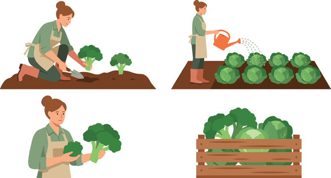 Female Farmer Vector Set with Woman Planting Broccoli Watering Cabbage Patch Holding Fresh Green Crops and Wooden Harvest Crate Illustrations