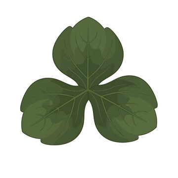 Three Lobed Green Hepatica Leaf Flat Vector Illustration