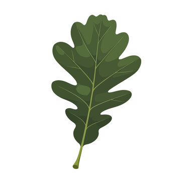 English Oak Leaf Lobed Flat Vector Illustration