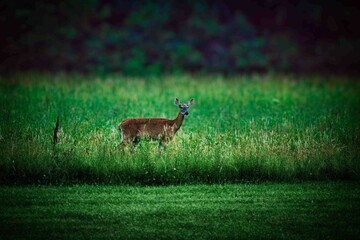 Naklejka premium Baby deer standing in field in northeast Ohio