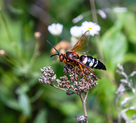 cicada killer wasp giant insect closeup on yarrow © SurfyArt