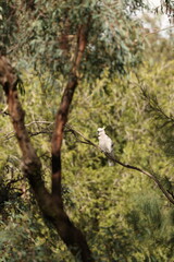 Sulphur-Crested Cockatoo Perched on a Tree Branch in Australian Bushland © blueringmedia
