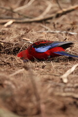 Crimson Rosella Foraging on the Forest Floor in Blue Mountains © blueringmedia