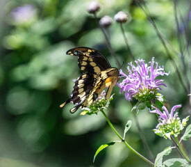eastern giant swallowtail Papilio cresphontes butterfly on wild bergamot closeup © SurfyArt