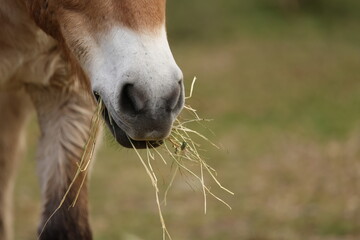 Close Up of Przewalski Horse Eating Dry Grass in Field © blueringmedia