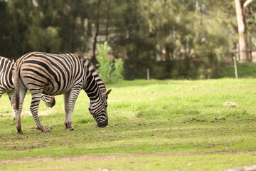 Obraz premium Plains Zebra Grazing on Green Grass in Open Field