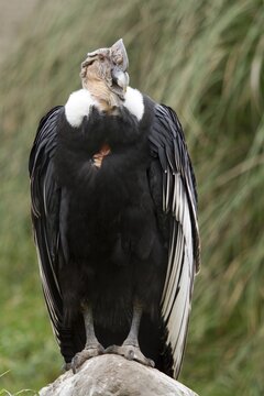 Andean condor (Vultur gryphus), Condor male perched on a rock, Cotopaxi national park, Cotopaxi, Napo and Pichincha provinces, Ecuador, South America