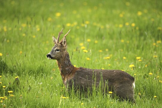 European roe deer (Capreolus capreolus) buck in winter coat with abnormal antlers secured in meadow, Allg&auml;u, Bavaria, Germany
