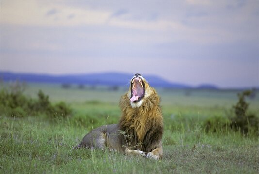 Yawning lion lying in the gras before thunderstorm Masai Mara National Reserve Kenya