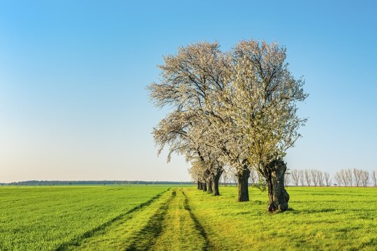 A dirt road leads through a field landscape with green fields in spring, blooming cherry trees along the way, Burgenlandkreis, Saxony-Anhalt, Germany