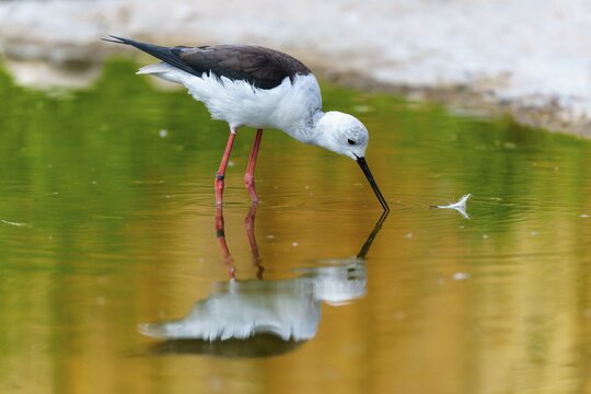 A bird in the water examining a feather as its reflection appears, Stilt (Himantopus himantopus), France