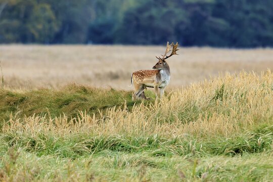 A deer stands in a meadow with tall grass in front of a forest edge in autumn, fallow deer (Dama dama), deer, wildlife, Western Pomerania Lagoon Area National Park, Zingst, Mecklenburg-Western Pomerania, Germany