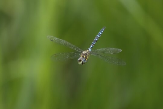 Migrant hawker dragonfly (Aeshna mixta) adult insect in flight in summer, England, United Kingdom