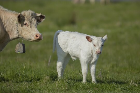 Domestic cattle or cow (Bos taurus) adult mother and juvenile baby calf farm animals in a grass field in summer, England, United Kingdom