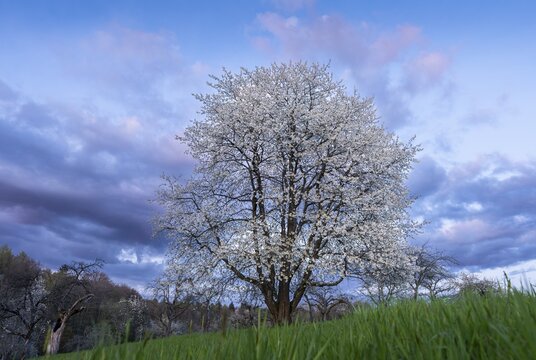 A white blossoming fruit tree in a meadow in spring, in the background more trees and forest. Blue sky, after sunset, some coloured clouds in the sky. Low shooting position. Small Odenwald, Rhine-Neckar district, Baden-W&uuml;rttemberg, Germany