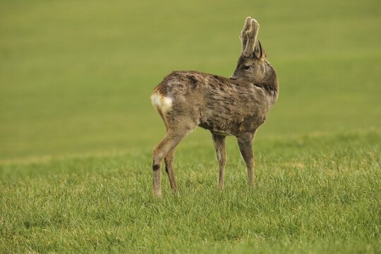 European roe deer (Capreolus capreolus) buck with velvet antlers in the meadow, Allg&auml;u, Bavaria, Germany