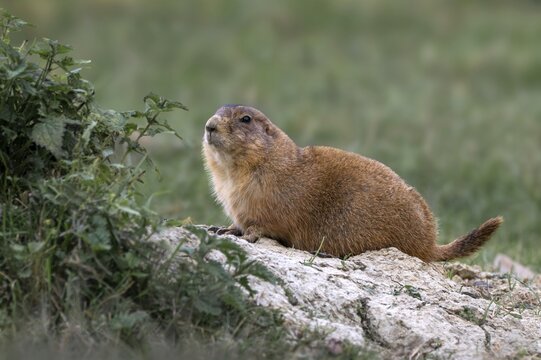 Prairie Dog (Cynomys ludovicianus), Herberstein Wildlife, Herberstein, Styria, Austria