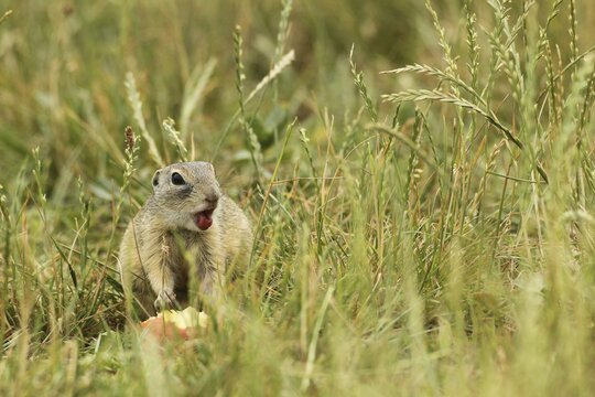 European european ground squirrel (Spermophilus citellus) feeding on an apricot (Prunus armeniaca), apricot Lower Austria, Austria