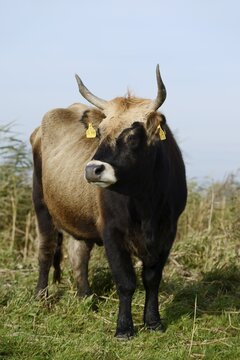 Heck cattle (Bos primigenius f. taurus), North Rhine-Westphalia, Germany