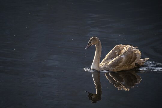 A young swan (Cygnus) with brown plumage on a lake. Reflection
