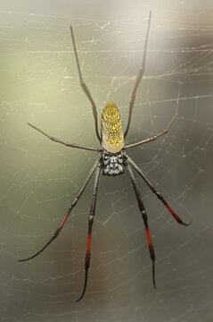 Silk spider (Nephila spec.) in web, captive, North Rhine-Westphalia, Germany