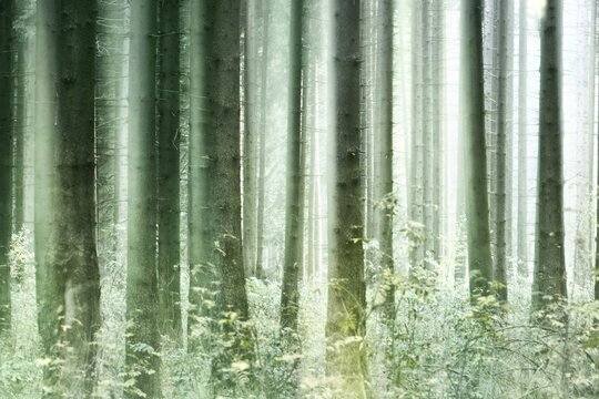 Foggy spruce forest in autumn, double exposure with motion blur, abstract study, camera manipulation during shooting, colour and contrast digitally altered