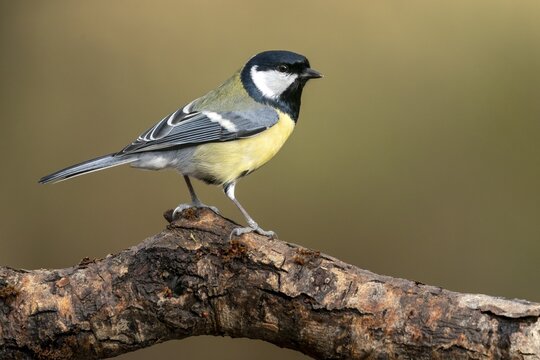 Great tit (Parus major) sitting on a branch in winter, Germany