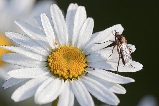 Oxeye daisy(Leucanthemum vulgare) in the morning dew with fly