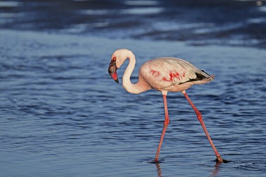 Lesser flamingo (Phoeniconaias minor), standing in the water, Walvis Bay, Namibia