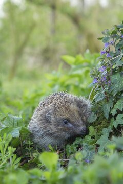 European hedgehog (Erinaceus europaeus) adult animal in a springtime woodland, England, United Kingdom