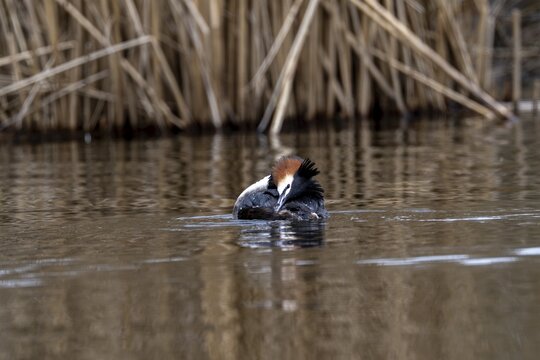 Great Crested Grebe (Podiceps Scalloped ribbonfish), Vulkaneifel, Rhineland-Palatinate, Germany