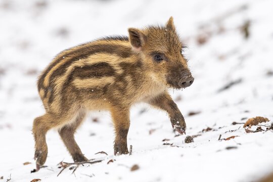Wild boar (Sus scrofa) in the snow, fresh boar, Melle, Lower Saxony, Germany