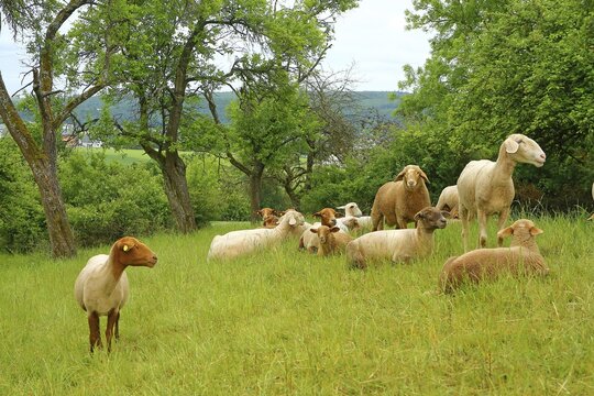 Sheep grazing on a meadow orchard, Solms, Hesse, Germany