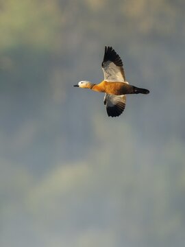 Ruddy shelduck (Tadorna ferruginea), male in flight, wildlife, Lower Saxony, Germany