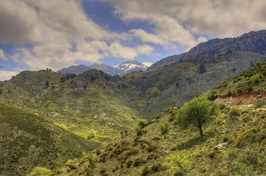 Green mountain landscape with single trees under cloudy sky, snow on mountain top, Lefka Ori, White Mountains, mountain massif, West, Crete, Greece