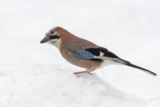 Eurasian jay (garrulus glandarius) in the snow, Neuhaus, Lower Saxony, Germany