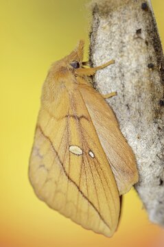 Drinker moth (Euthrix potatoria), freshly hatched butterfly on the cocoon, North Rhine-Westphalia, Germany