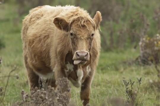 Domesticated cow or cattle (Bos taurus) adult farm animal in a grass field, Suffolk, England, United Kingdom
