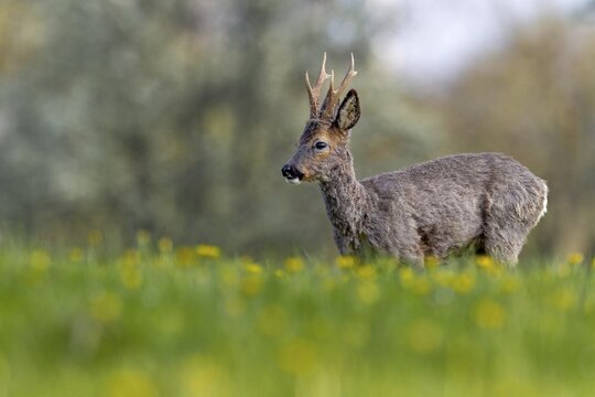 Roebuck (Capreolus capreolus) in a meadow with flowering dandelions, changing coat, attentive, Germany