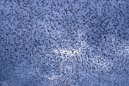 A sky full of starlings (Sturnus vulgaris), autumn migration, spring migration, bird migration, assembly point, flight formation, storm, thunderstorm, Germany