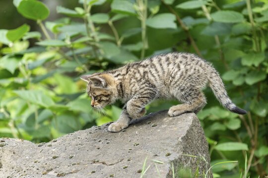 A small kitten intently exploring the surface of a large stone, wildcat (Felis silvestris), kittens, Germany
