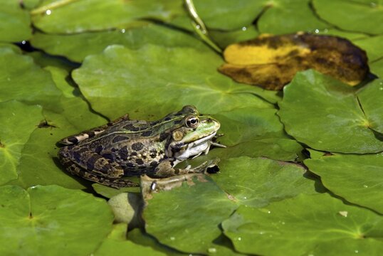 Edible Frog (Pelophylax kl. esculentus)