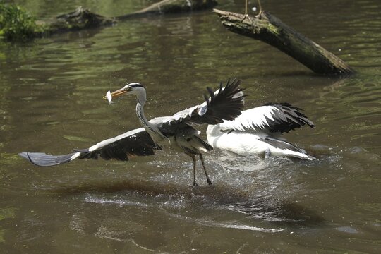 Grey heron (Ardea cinerea) snatches a fish from a australian pelican (Pelecanus conspicillatus), Vogelpark Walsrode, Lower Saxony, Germany