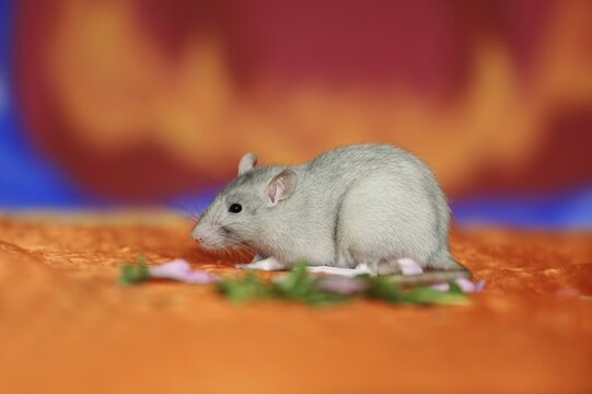 Coloured rat (Rattus novegicus forma domestica), young animal