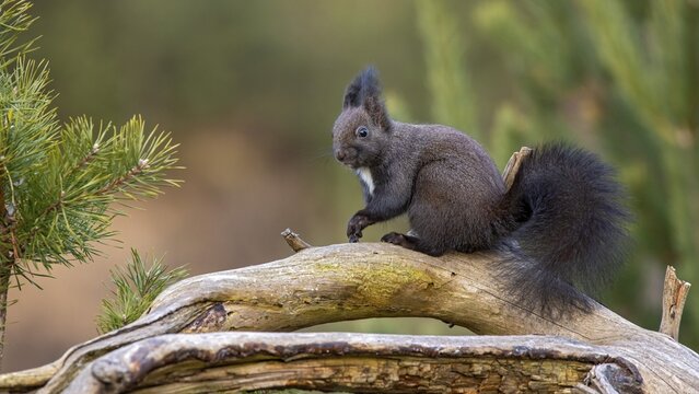Eurasian red squirrel (Sciurus vulgaris), sitting on a root, Tyrol, Austria